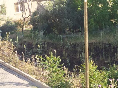 BÜYÜMEDEN SÖNDÜRÜLDÜ