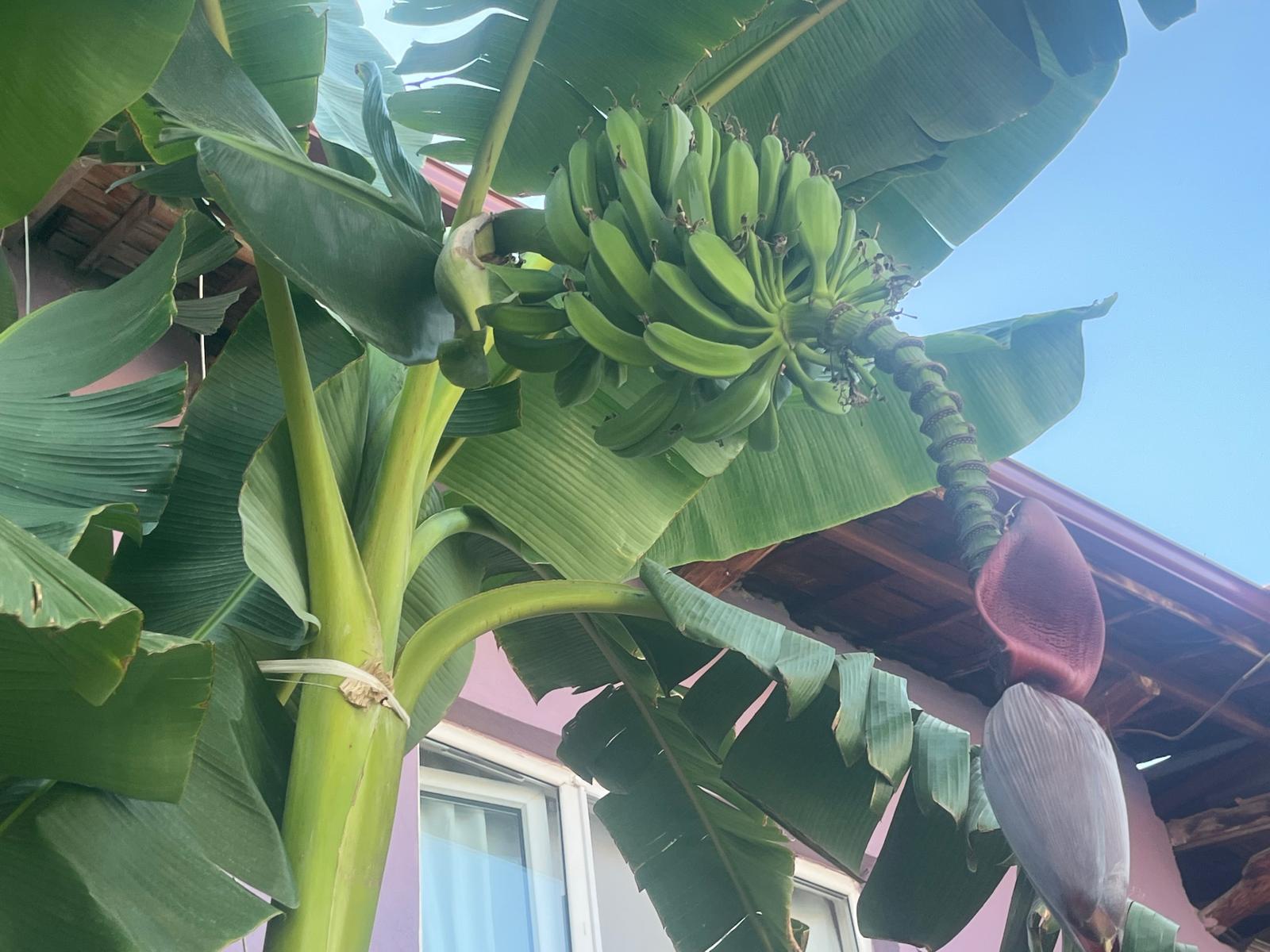 700 RAKIMDA MUZ YETİŞTİRDİ-2