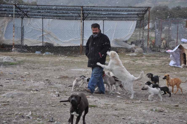 Kopek Barinaginda 120 Kopek Bariniyor Yerel Buldandayasam Net