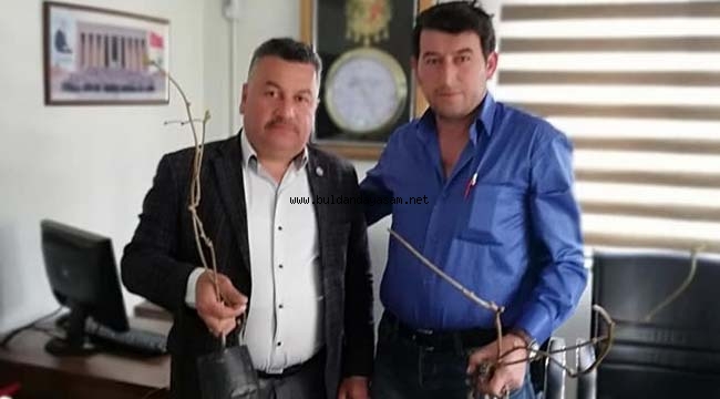 BULDAN’DA KİVİ ÜRETİLECEK