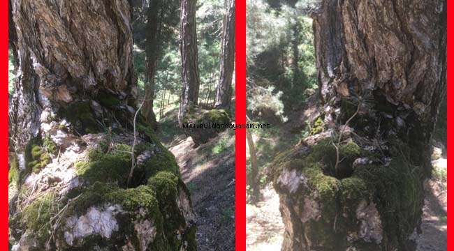 "YAŞAMAK GÜZEL ŞEY BE KARDEŞİM..."