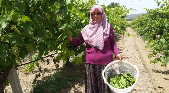 ASMA YAPRAĞI SEKTÖR OLDU