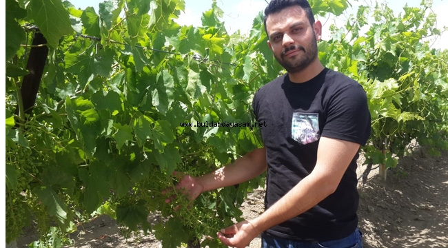 ÜZÜMDE YÜKSEK REKOLTE BEKLENİYOR