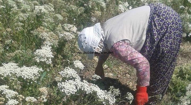 KEKİK YÜZ GÜLDÜRDÜ