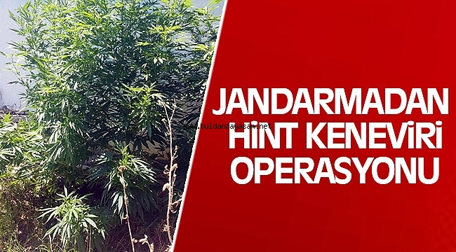 DIMBAZLAR’DA KENEVİR OPERASYONU