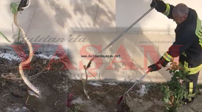 ZEHİRLİ YILANI İTFAİYE YAKALADI