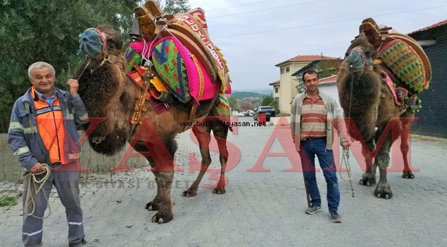 DEVELER ARENALARA HAZIR