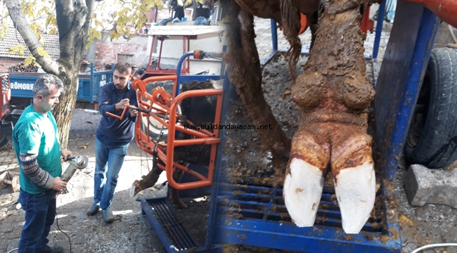 HAYVANLAR TRAMVAYDA ÇOK MUTLU