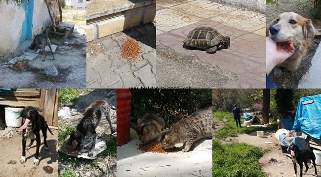 SOKAK HAYVANLARI UNUTULMADI