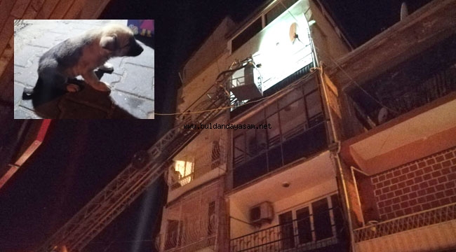 YAVRU KÖPEK GECE OPERASYONU İLE KURTARILDI