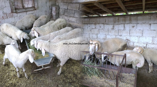 KURBANLIK PİYASASI BAŞLADI