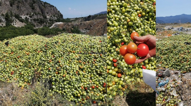 25 TON DOMATES ÇÖPE DÖKÜLDÜ