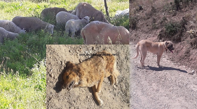 SÜRÜYE DALDI, CANINDAN OLDU