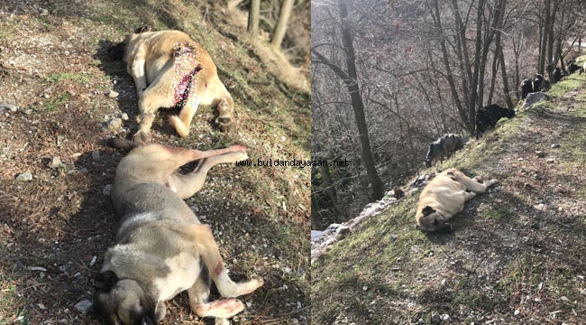 ÇOBAN KÖPEKLERİNE ATEŞ AÇILDI: 2 KÖPEK ÖLDÜ, 1 KÖPEK YARALI