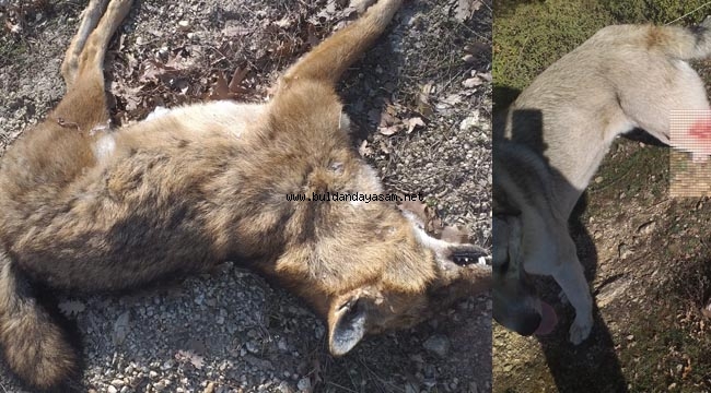 İKİ ÇAKAL, BİR ÇOBAN KÖPEĞİ VURULDU