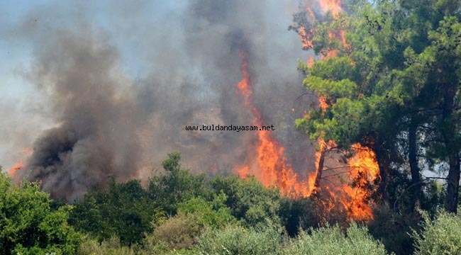 PSİKOLOJİSİ BOZULDU, ORMANI ATEŞE VERDİ