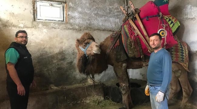 çılgın cambaz buldan’da