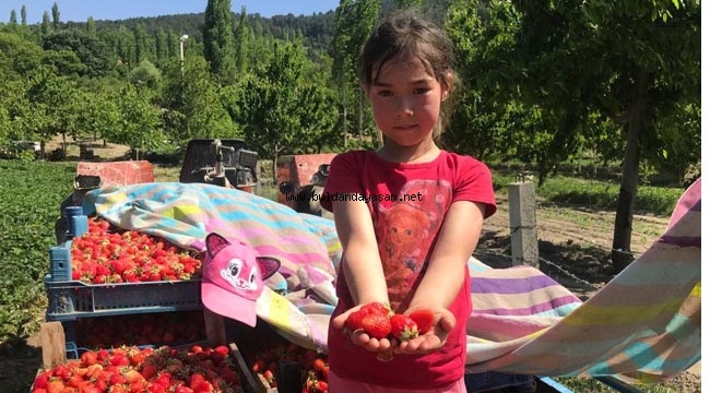 ÇİLEK ÜRETİMİ ARTIYOR