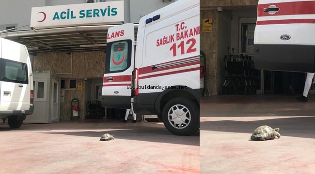 KAPLUMBAĞA ACİL SERVİSE…