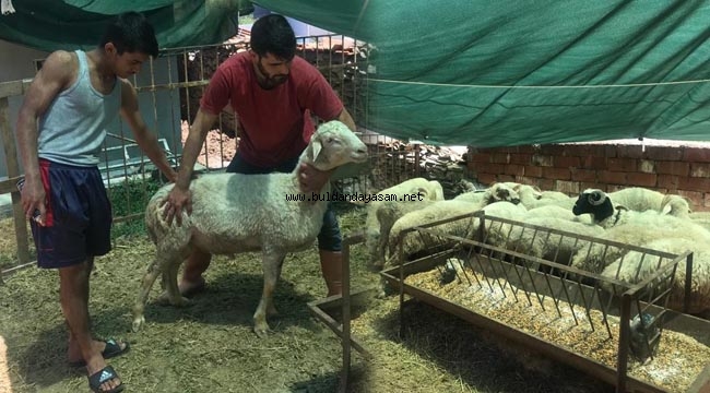 KURBAN PAZARINDA HAREKETLİLİK YAŞANIYOR