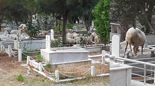 ŞEHİR KABRİSTANI KOYUN ÇİFTLİĞİ OLDU