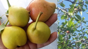 ADINI DA TADINI DA UNUTTUK