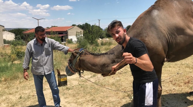 DEVELER YAĞLANDI