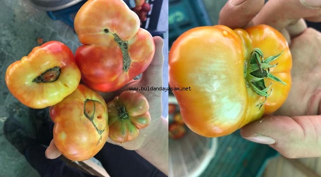 DOMATESE MANTAR ZARAR VERİYOR