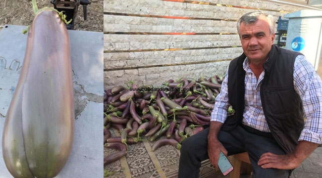 DİZGİ PATLICAN İLGİ GÖRÜYOR
