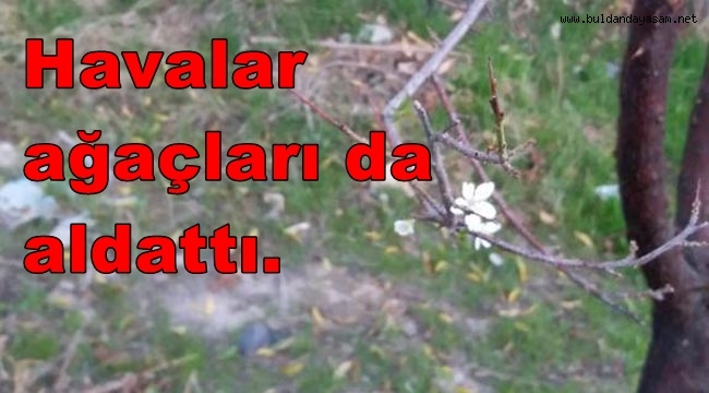 AĞAÇLAR ÇİÇEK AÇTI