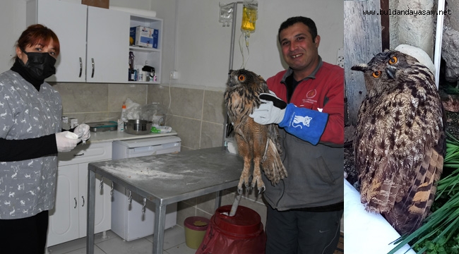 YARALI BAYKUŞ TEDAVİ ALTINA ALINDI