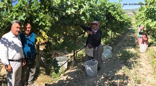 ÜZÜMDE HASAT BAŞLADI