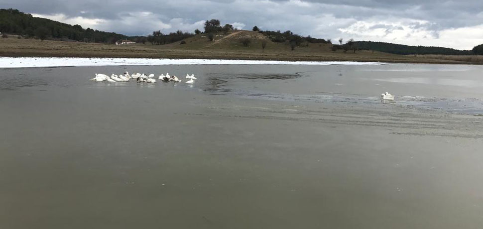 BUZ TUTAN GÖLÜN KEYFİNİ KAZLAR ÇIKARDI