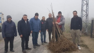 KESTANELER EKONOMİYE KATKI YAPACAK