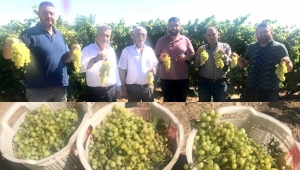 KALİTE YÜKSEK, REKOLTE DÜŞÜK