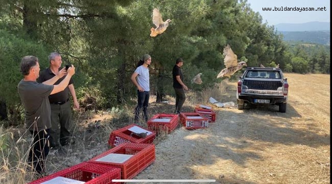 KINALI KEKLİKLER YANGIN BÖLGELERİNE SALINDI