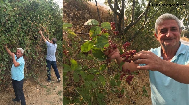 ŞİFA DEPOSU BÖĞÜRTLEN BÜYÜK İLGİ GÖRÜYOR