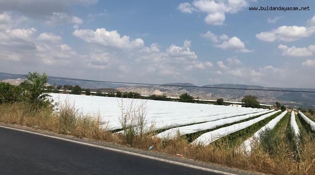 ÜZÜMLER ÖRTÜ ALTINDA KORUNUYOR