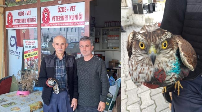 Yaralı şahin bakıma alındı