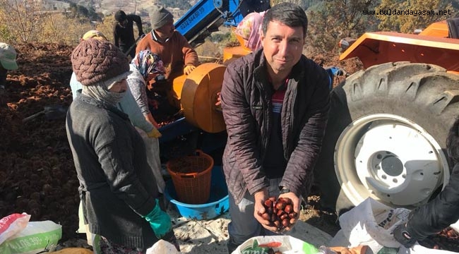 KESTANEDE VERİM DÜŞÜK, KALİTE YÜKSEK