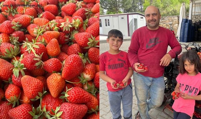 ÇİLEK ÜRETİMİ SEVİNDİRDİ