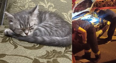 CANINI KURTARDI KOLTUĞA KURULDU