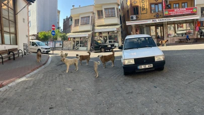 BAŞIBOŞ KÖPEKLER BULDAN’A BIRAKILIYOR