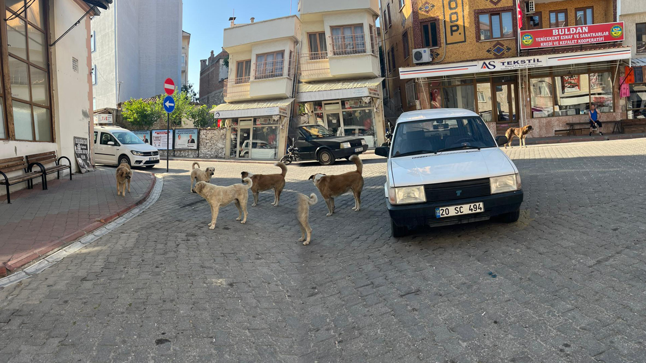 BAŞIBOŞ KÖPEKLER BULDAN’A BIRAKILIYOR