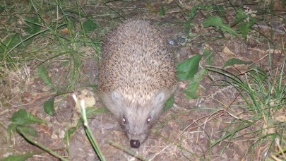 BULDAN YABAN HAYATI DİKKAT ÇEKİYOR