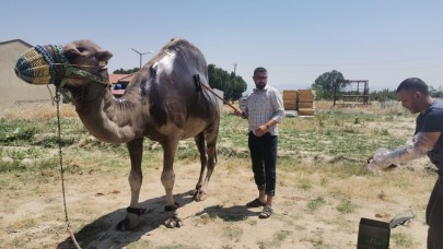 ŞAMPİYON DEVENİN YAZ BAKIMI YAPILDI