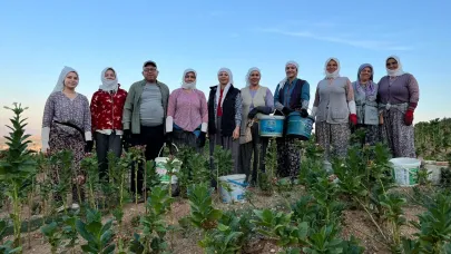 TÜTÜN VE KEKİK ÜRETİCİNİN YÜZÜNÜ GÜLDÜRDÜ