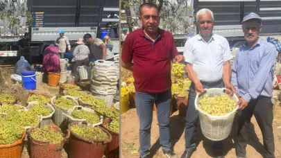 ÜZÜM BAĞLARINDA HAREKET BAŞLADI