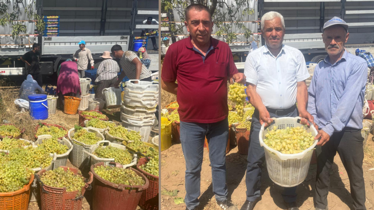 ÜZÜM BAĞLARINDA HAREKET BAŞLADI