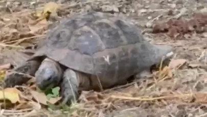 KAPLUMBAĞA BESLENİYOR